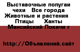 Выставочные попугаи чехи - Все города Животные и растения » Птицы   . Ханты-Мансийский,Покачи г.